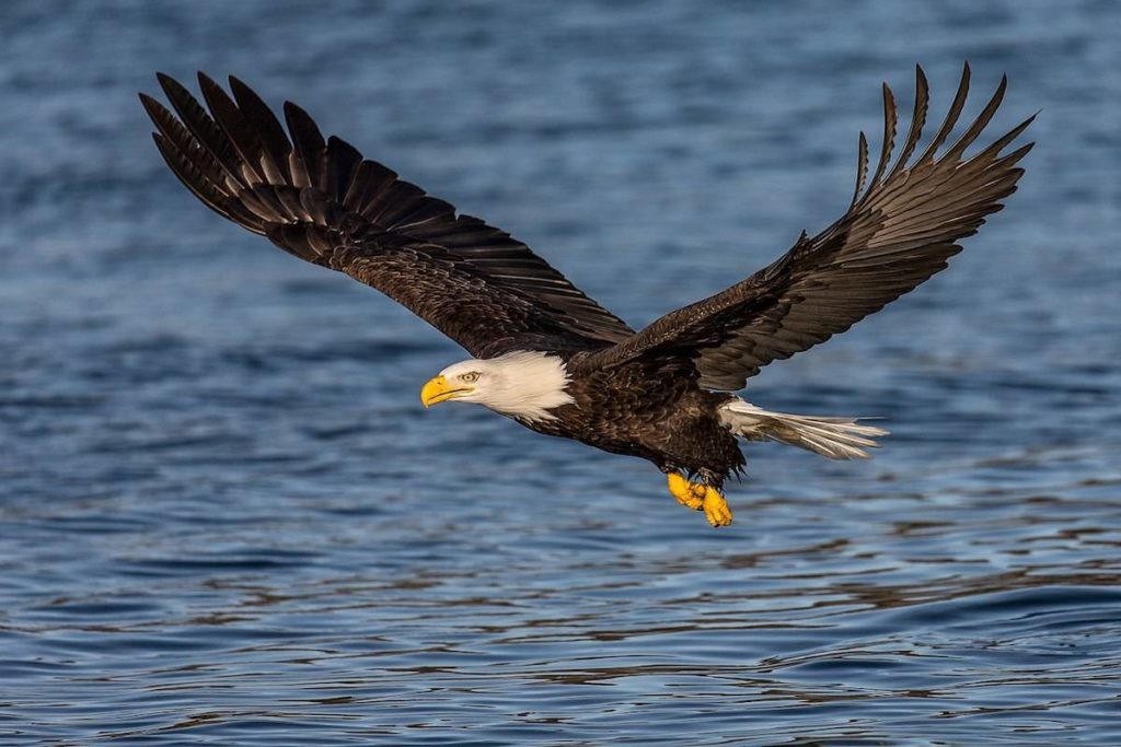 A Man Saves a Bald Eagle From Drowning in a River - Just Interesting